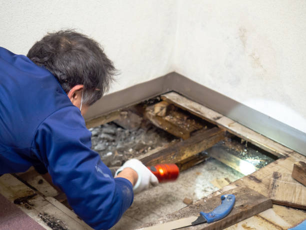 Best Post-Remediation Services in East Patchogue, NY
