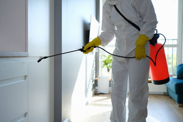 Best Post-Flood Mold Remediation in East Patchogue, NY