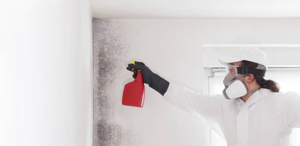 Best Post-Remediation Services in East Patchogue, NY